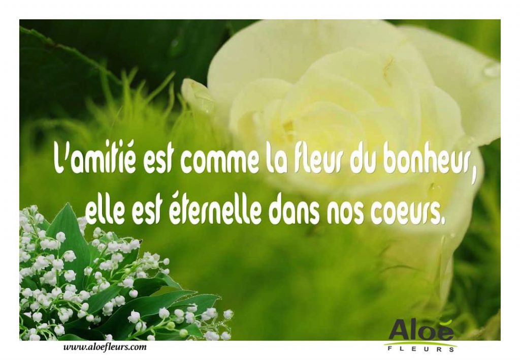Quelle fleur symbolise l amitié - fleur de passion