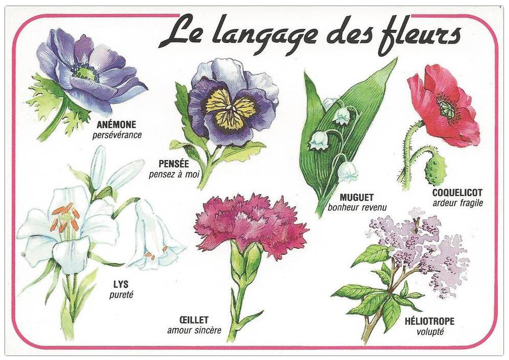 Флер перевод. Les fleurs цветы. Названия цветов на французском. Язык цветов. Название цветочков на французском.