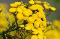 immortelle signification