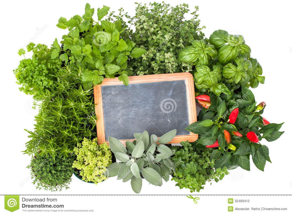 Liste des herbes aromatiques en cuisine fleur de passion Liste des herbes aromatiques en cuisine fleur de passion