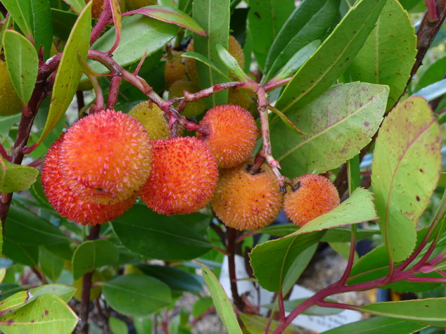 Arbustes fruitiers persistants