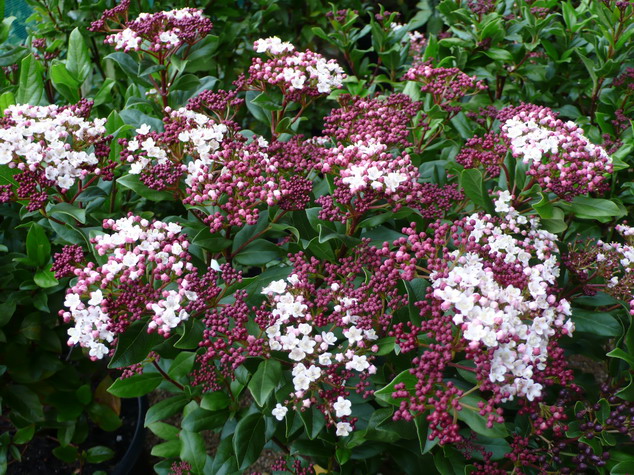 Plante persistant fleurs