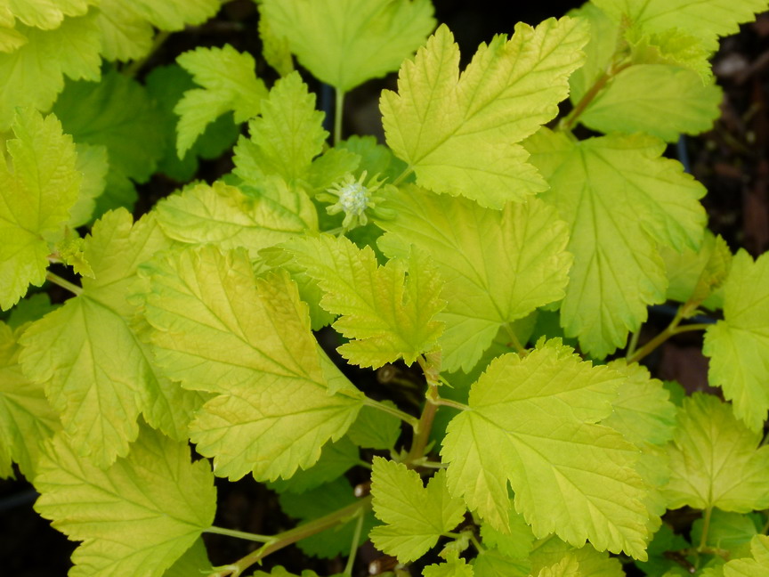 Arbuste à feuillage caduc