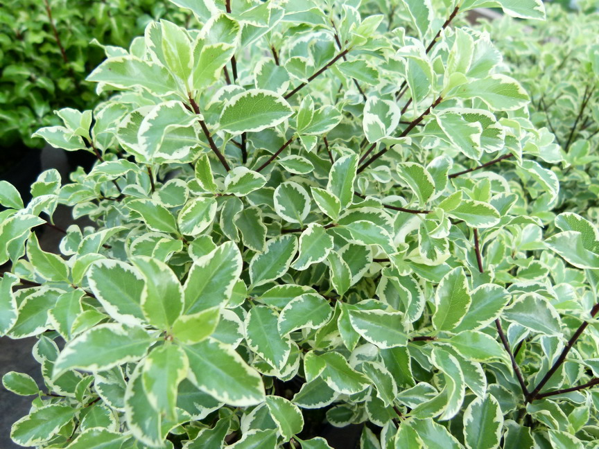 Arbuste persistant feuille verte jaune