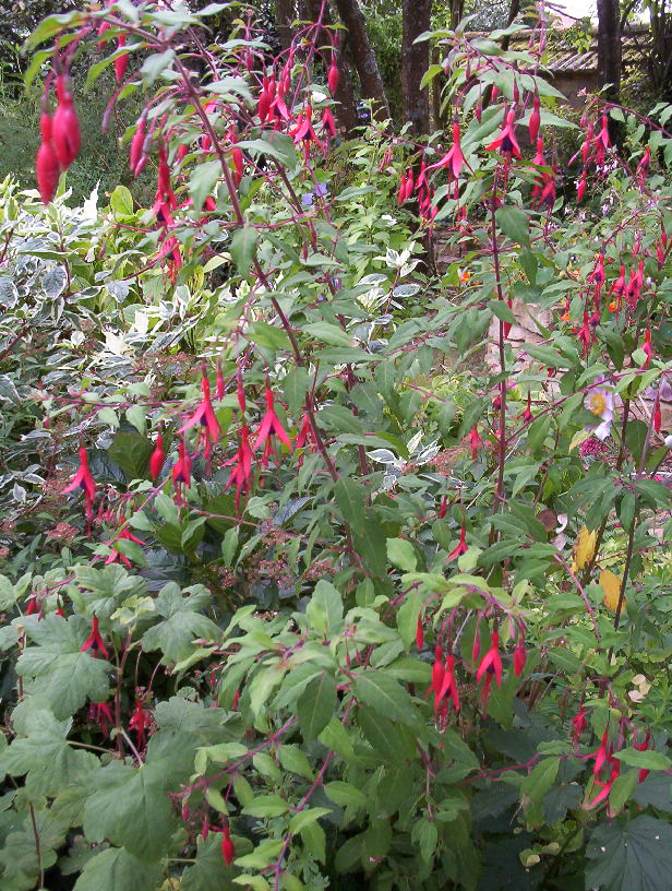 Arbuste avec petites fleurs rouges