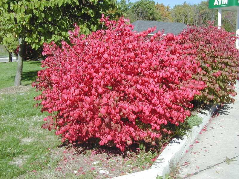 Plante buisson fleur