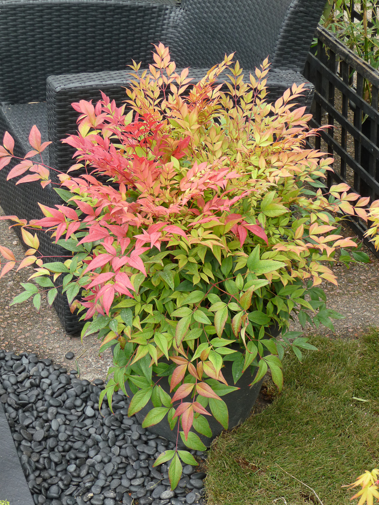 Plante feuillage persistant pour terrasse