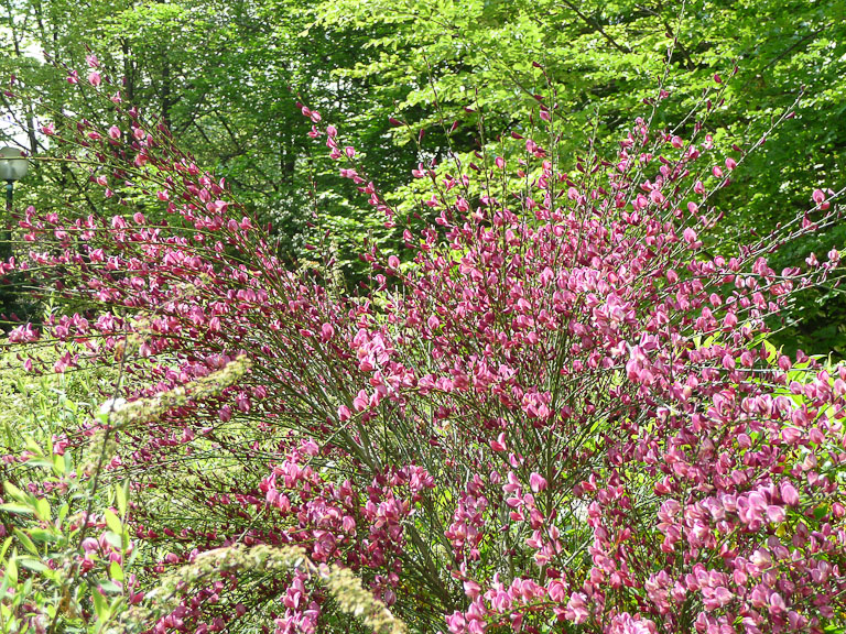 Petit arbuste à fleurs roses
