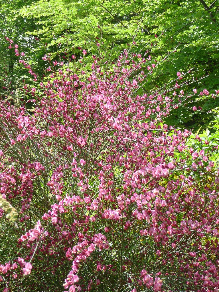 Arbuste à fleurs roses