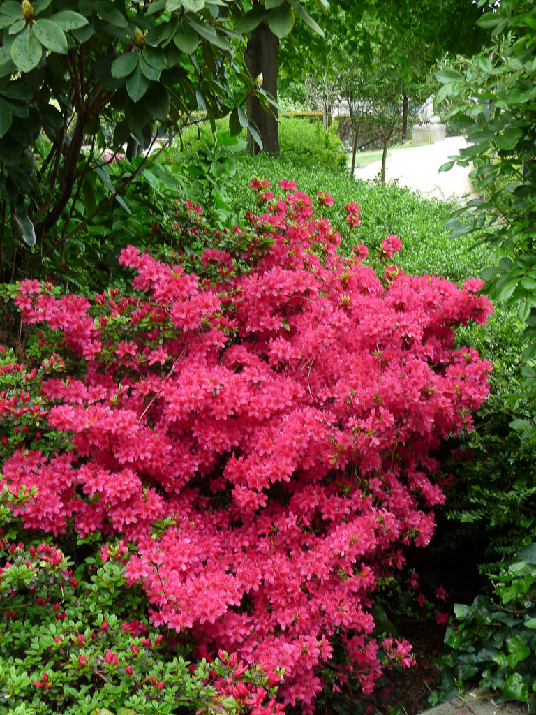 Petit arbre a fleur