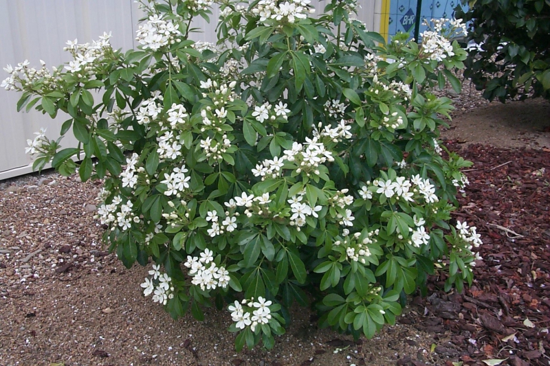 Arbuste persistant fleur blanche