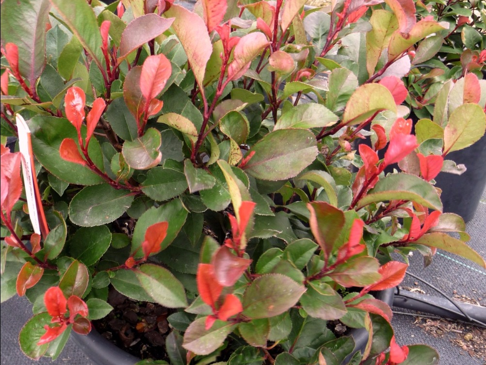 Arbuste feuillage rouge persistant