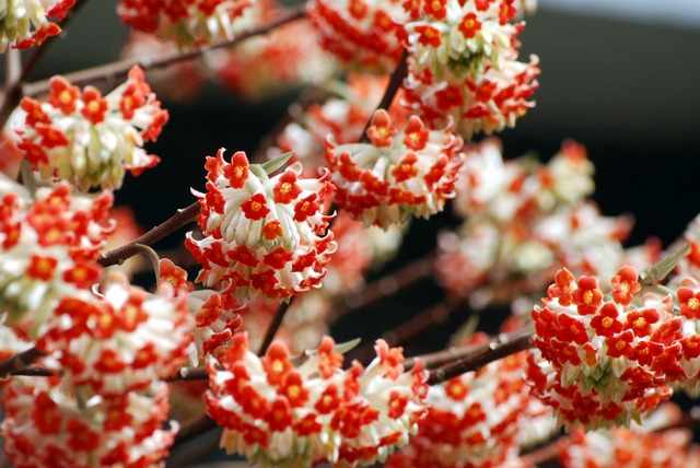 Arbuste fleur rouge hiver