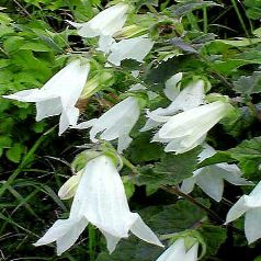 Arbuste a clochettes blanches