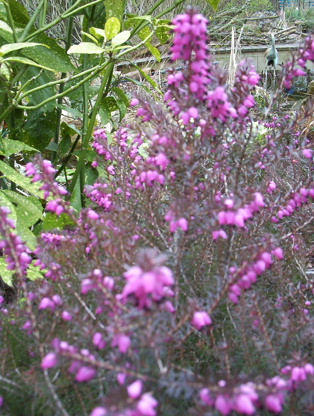 Arbuste vivace à fleurs