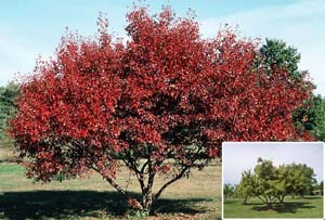 Arbre persistant rouge