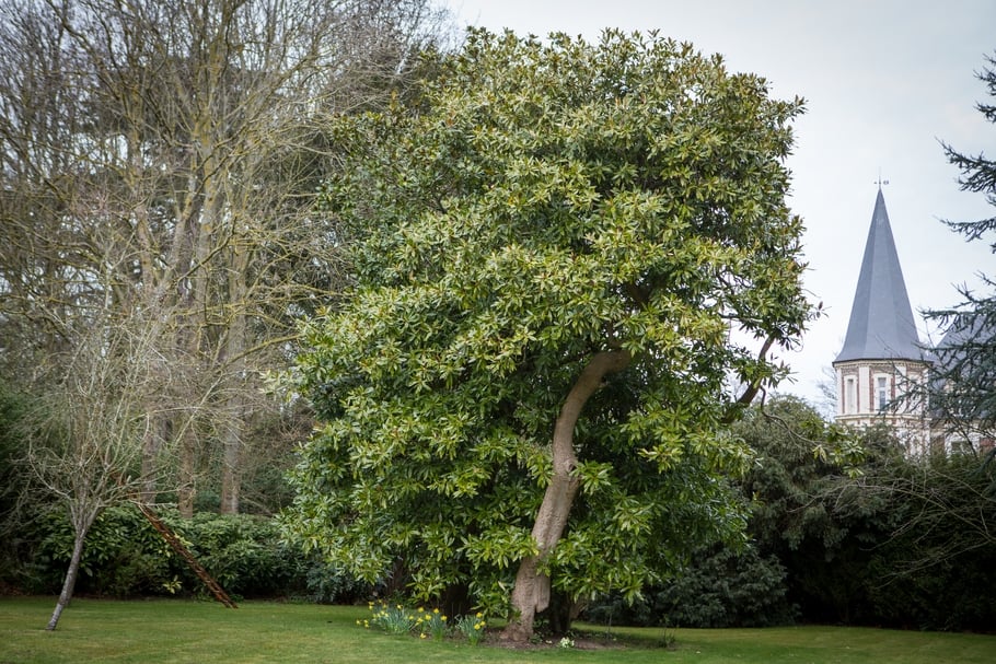 Arbre rustique persistant