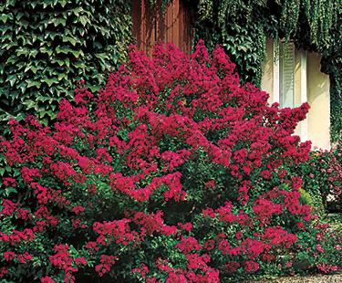 Arbuste fleurs rouges été