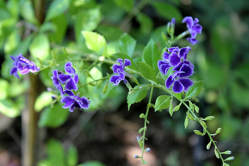 Arbuste a petites fleurs violettes
