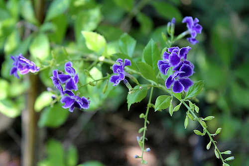 Petit arbuste a fleur violette