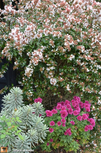 Arbuste à petites fleurs roses