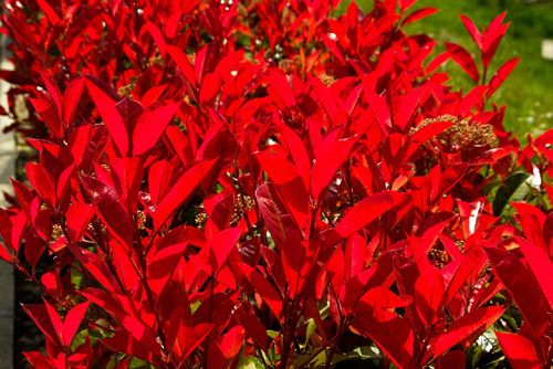 Arbuste persistant a feuilles rouges