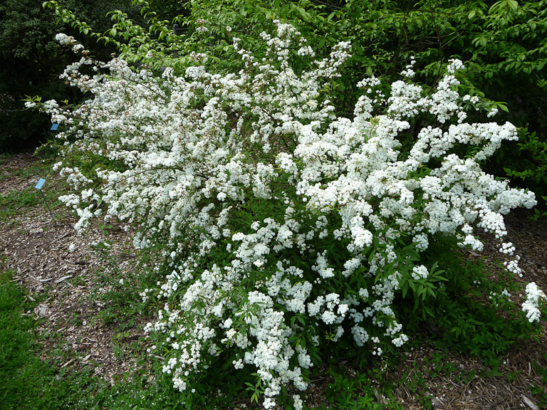 Arbuste à fleurs roses et blanches