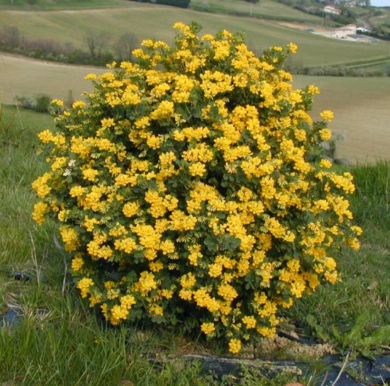 Arbuste boule jaune