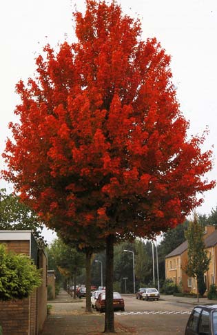 Arbre persistant fleuri