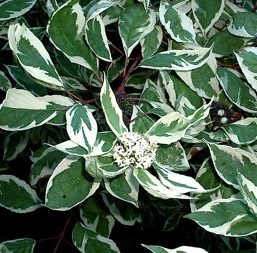 Arbuste feuille verte et blanche