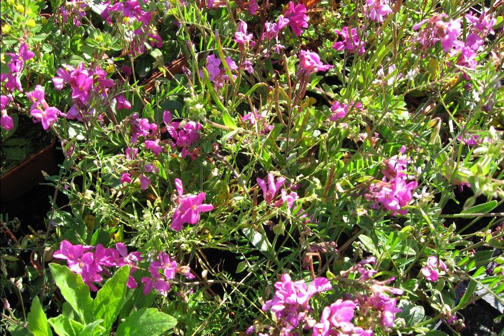 Arbuste persistant à fleurs violettes