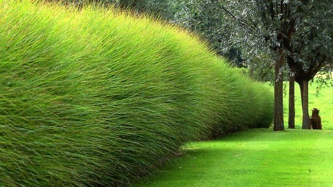 Quel arbuste pour faire une haie rapidement