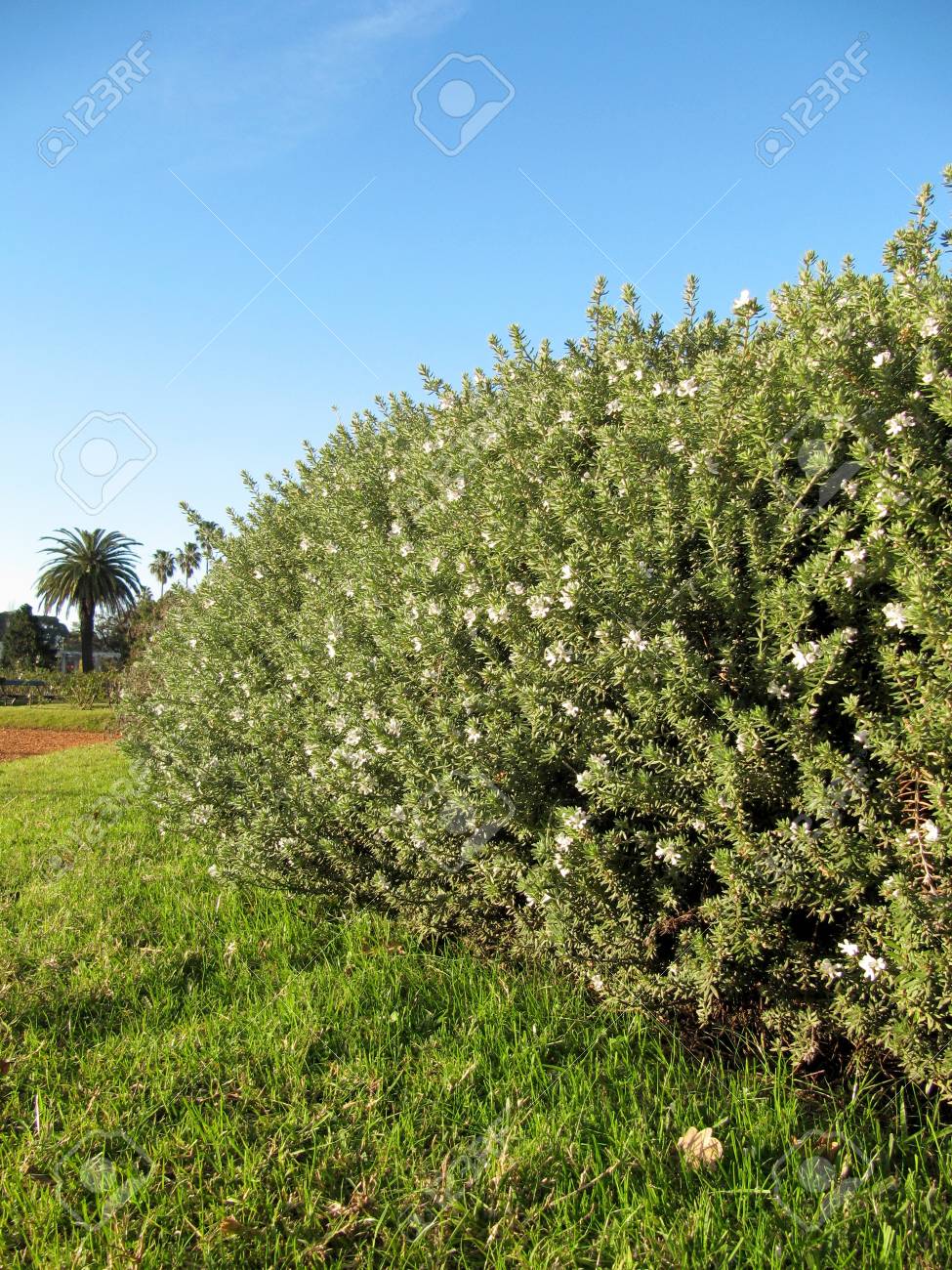 Buisson decoratif