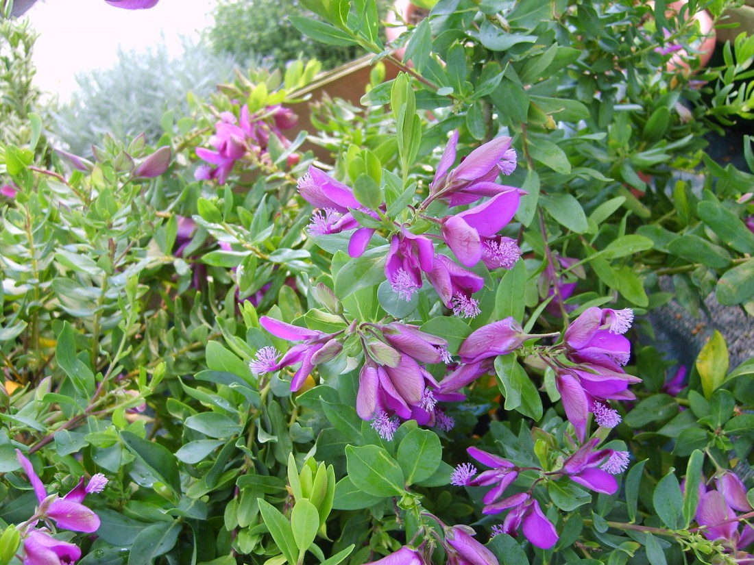 Arbuste persistant à fleurs violettes