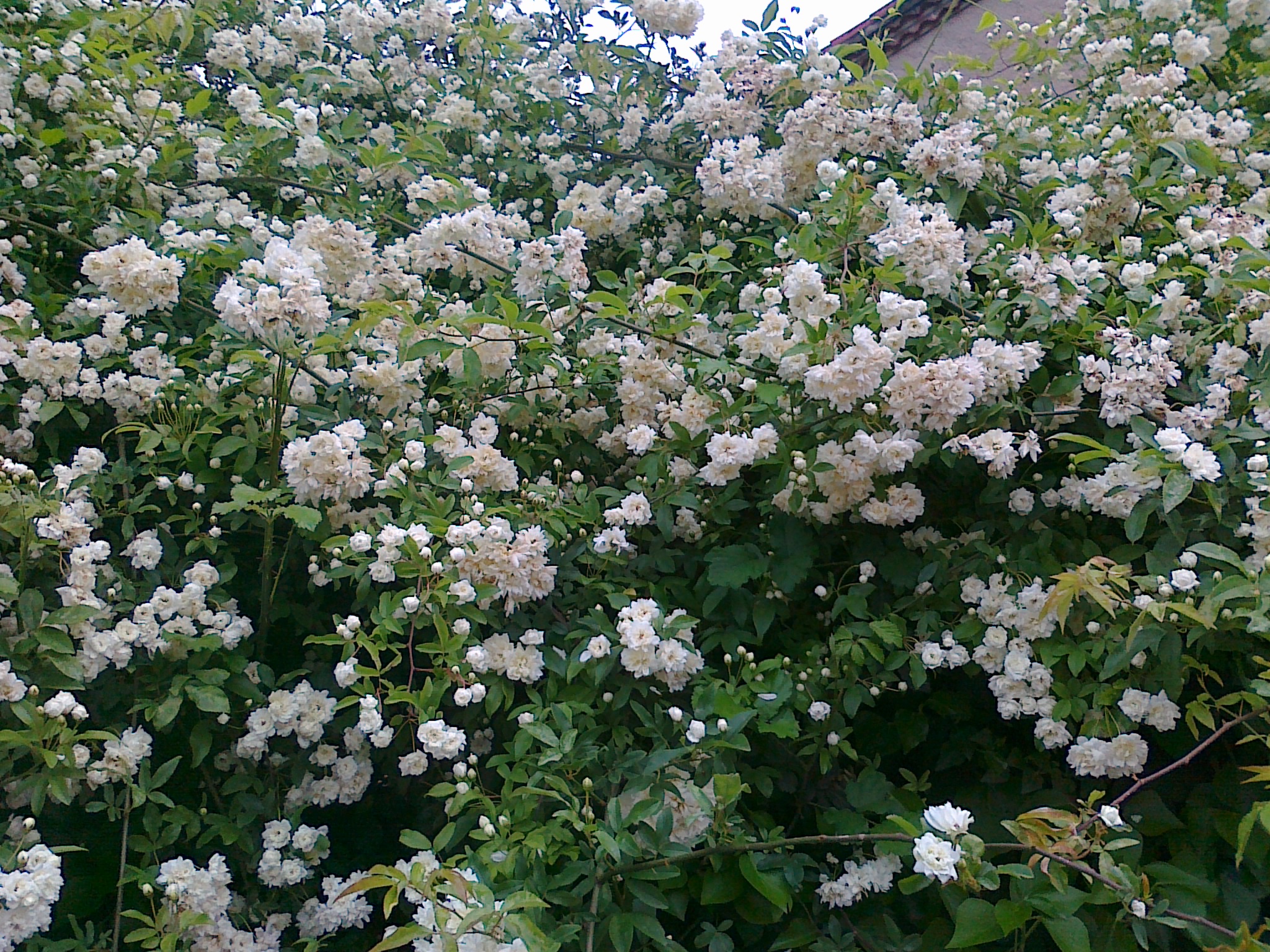 Arbuste a fleur blanche et rose