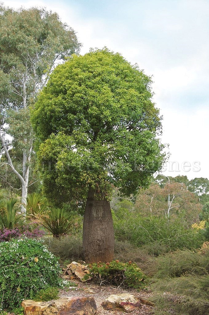 Pepiniere arbre rare