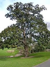 Arbre feuilles persistant