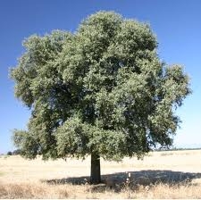 Arbre a feuille persistant