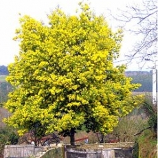 Arbre persistant croissance rapide