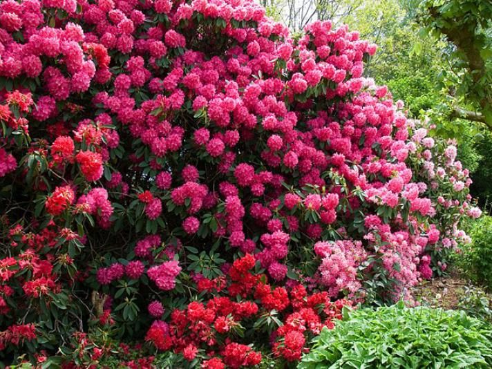 Arbustes persistants à fleurs croissance rapide