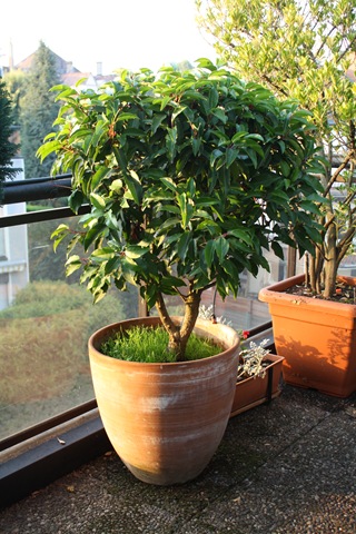 Plante feuillage persistant en pot