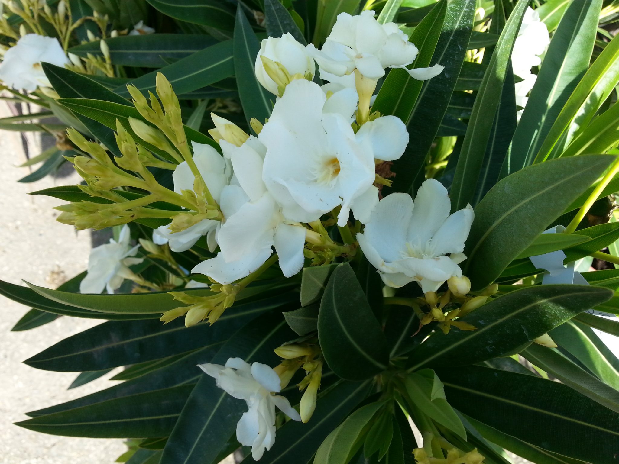 Plante a fleur feuillage persistant