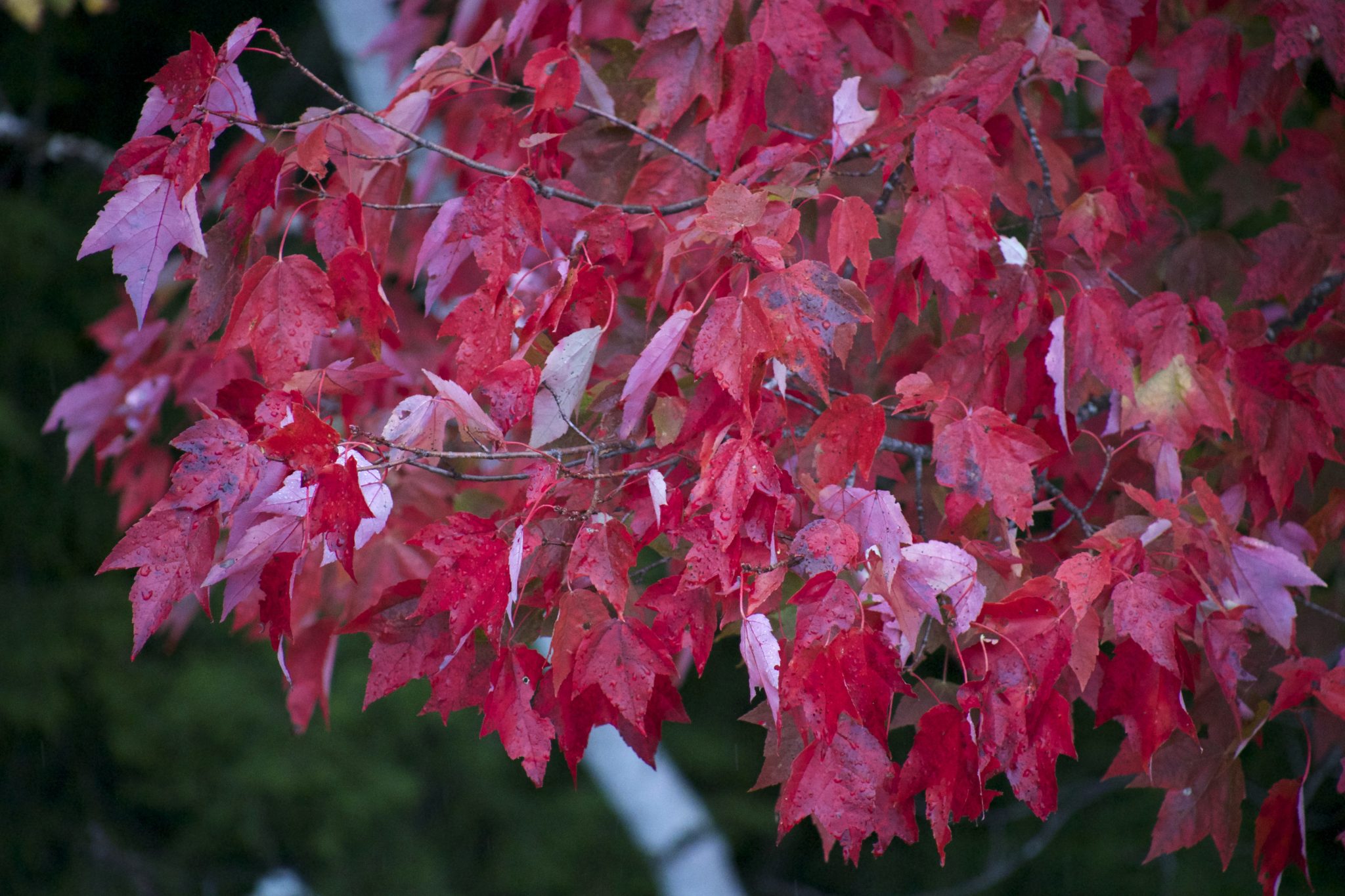 Arbre feuille rouge