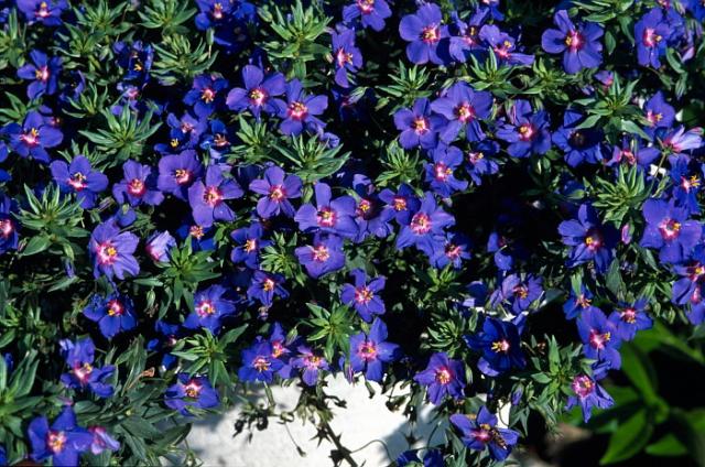Arbustes vivaces à fleurs bleues