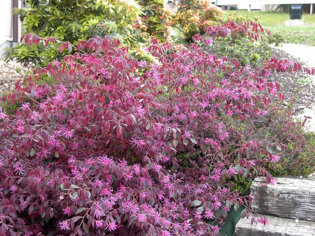 Jardin de la brande