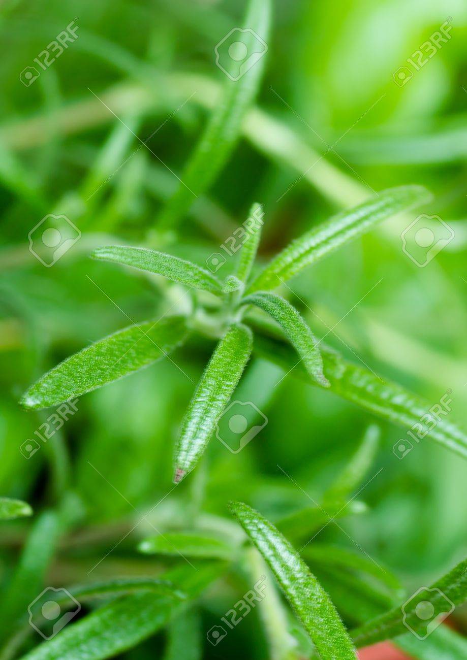 Plantes feuilles persistantes