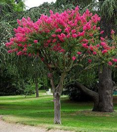 Petit arbre a fleur