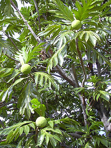 Arbre ornement persistant