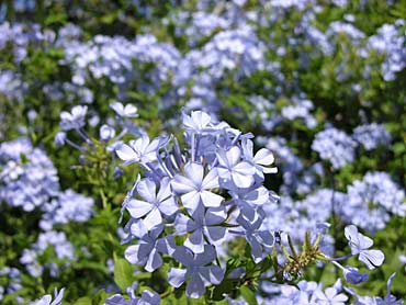 Arbuste petites fleurs bleues