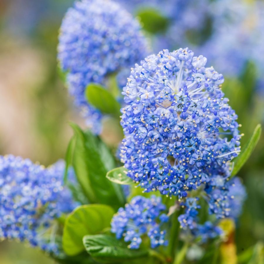 Arbuste qui fleurit bleu